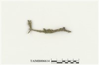 藏品(細鱗蘚屬)的圖片